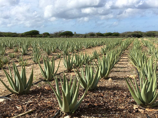 The Evolution of Mans Relationship with Aloe Vera