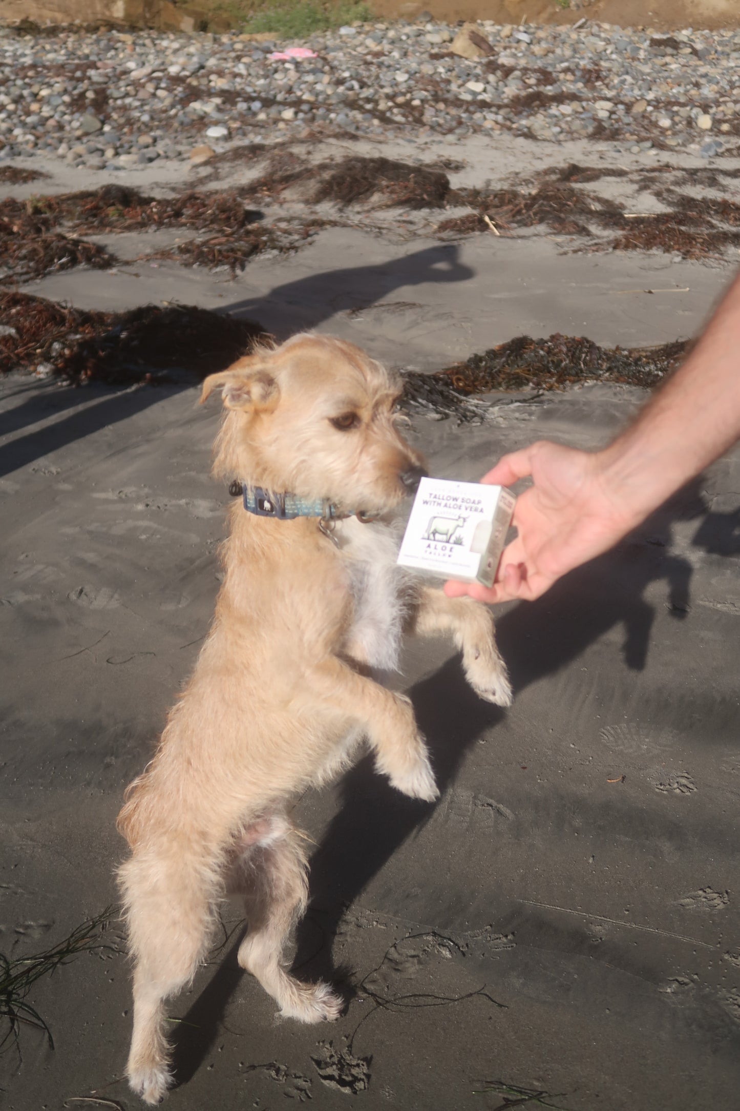 Unscented Aloe Vera Tallow Soap